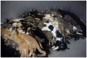 dode katten
