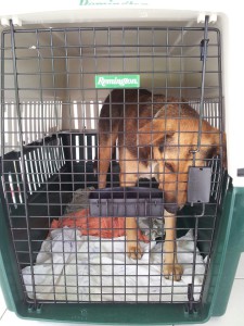 kennel